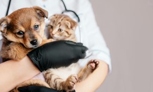 ยินดีต้อนรับสมาชิกใหม่เข้าบ้าน